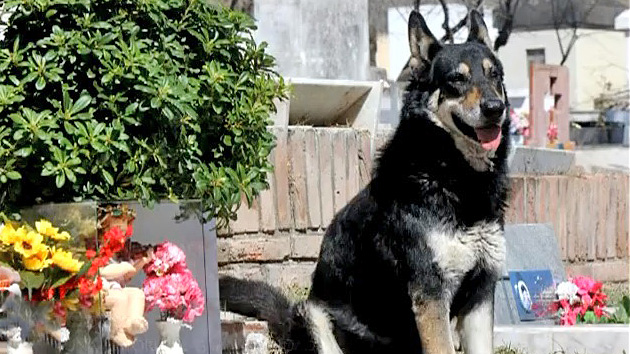 Argentina: un perro acompaña fielmente a su amo... en el cementerio
