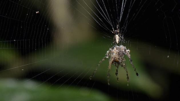 Araña 'titiritera': descubren una nueva especie de arácnido que fabrica marionetas