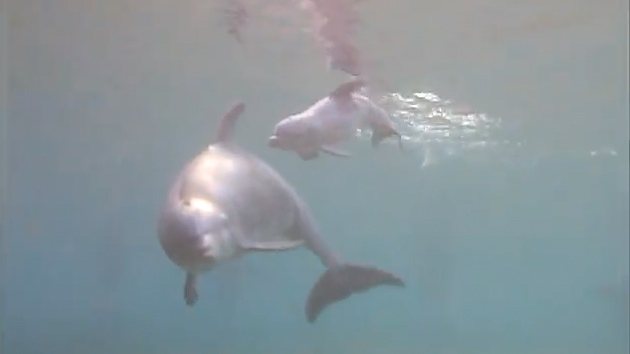 Video: Nacimiento bajo el agua, el parto de un delfín