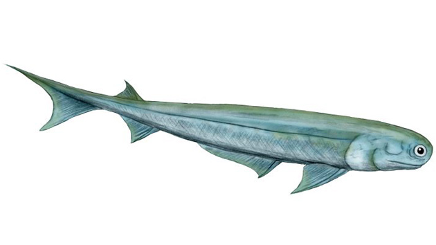 Un tiburón prehistórico, ancestro de todos los humanos