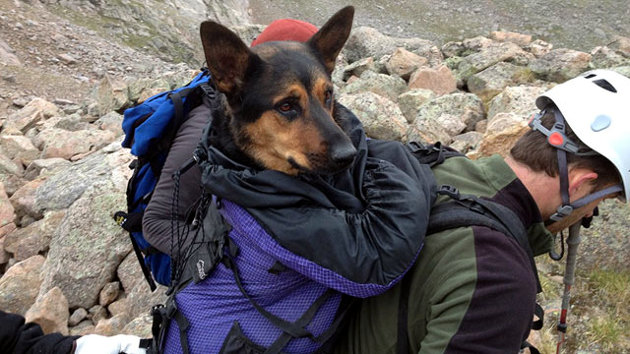 Fotos: Una perra ovejera, rescatada milagrosamente de una altura de 4.000 metros en Colorado