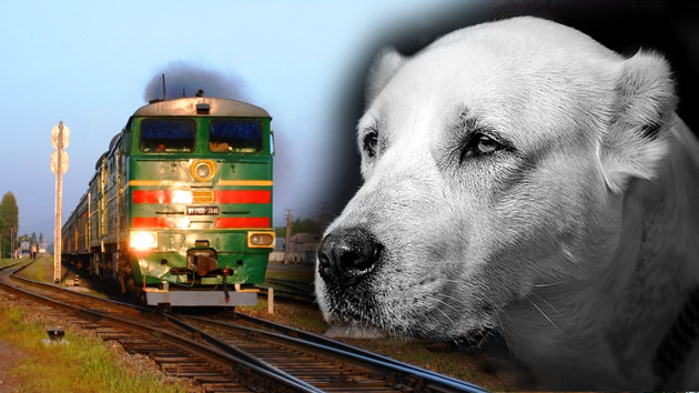 Amor sin límite: Un perro se lanza al paso de un tren y salva la vida de su dueño