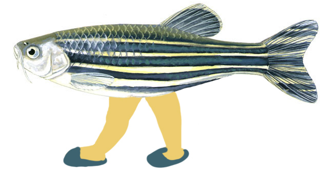 Científicos españoles 'crean' un pez con patas