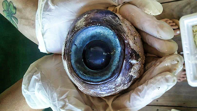 Un enorme ojo de un animal desconocido aparece en una playa de Florida
