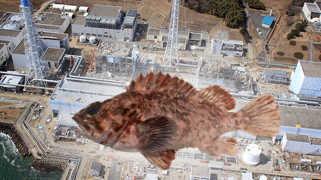 ¿Adiós al sushi? Pescan en Japón una lubina 2.500 veces más radiactiva que la norma