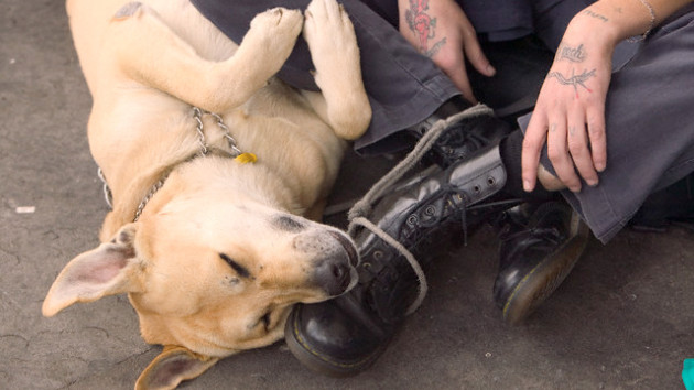 Video: Unos perros fieles salvan a su amo de ser atropellado