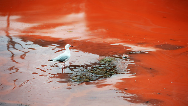 Fotos: Las aguas de Australia se tornan rojas como la sangre