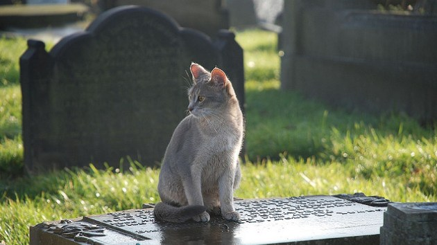 Maúlla al más allá: Un gato visita a diario la tumba de su amo con 'regalos'