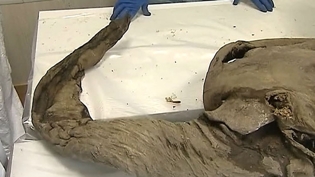 Un niño ruso encuentra los primeros restos de mamut bien conservados